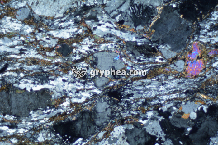 Gneiss LPA x10 - gryphea.com